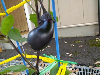 nasu
