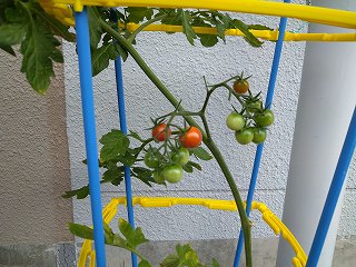 tomato