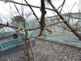 ume2