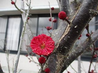 ume1