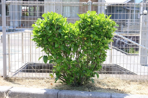 草２