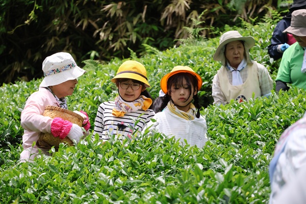 茶３