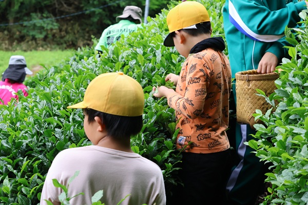 茶１