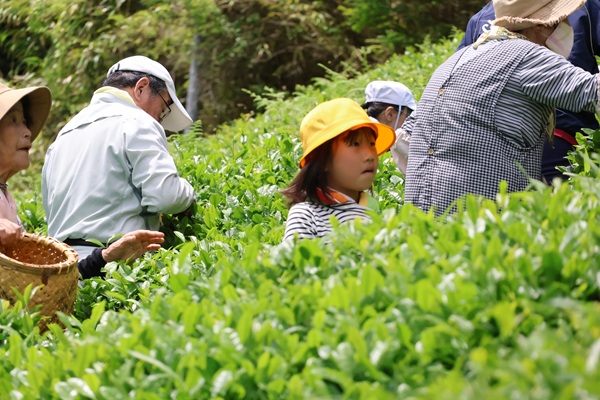 茶２