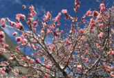 校庭の梅開花