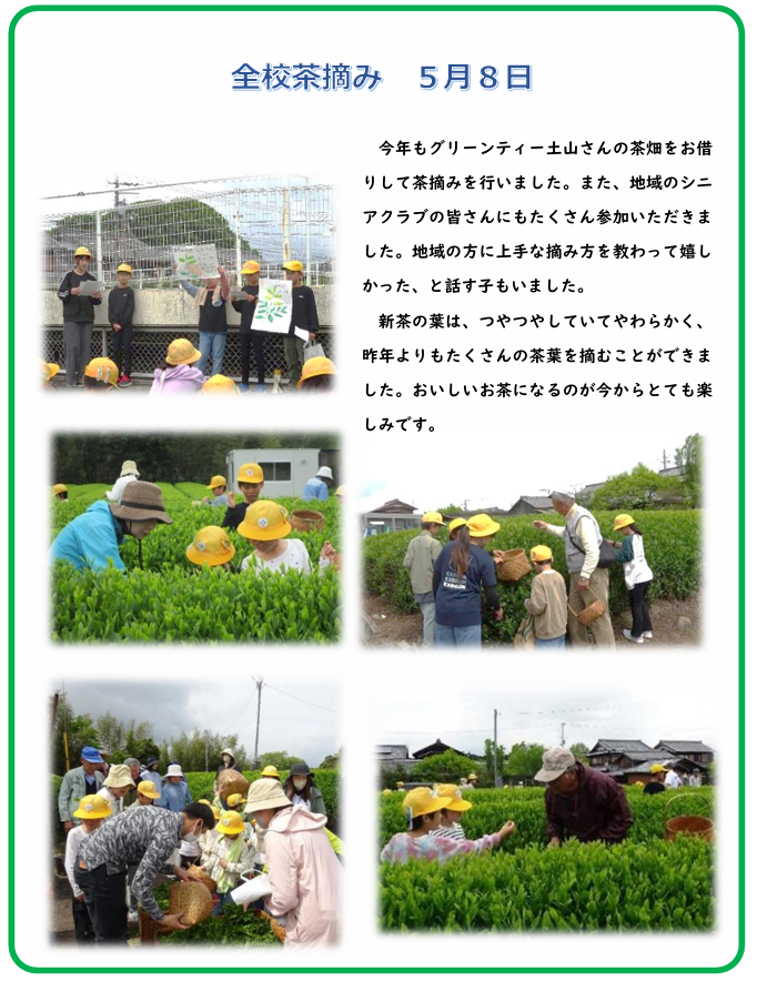 全校茶摘み