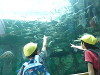 ３年生は琵琶湖博物館へ