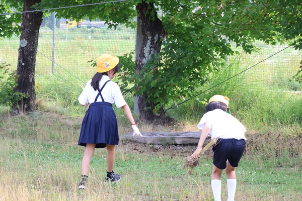 草引き