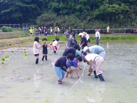 田植え