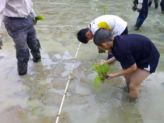 田植え２